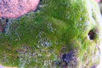 22-moss_in_the_desert