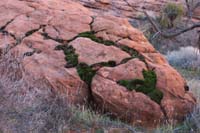 23-moss_in_the_desert