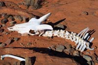 30-bighorn_sheep_skeleton