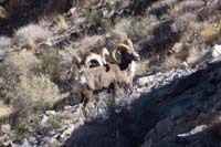 32-bighorn_sheep