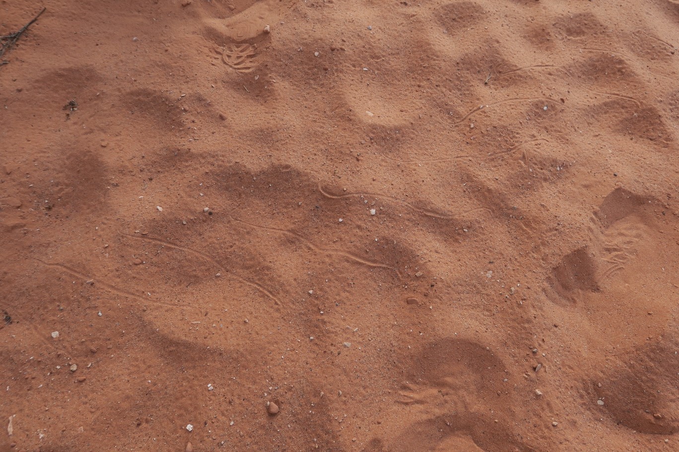10-sidewinder_rattlesnake_tracks