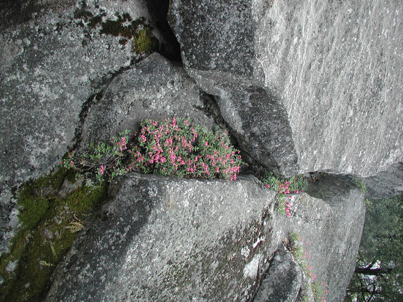 69-flowers_along_trail