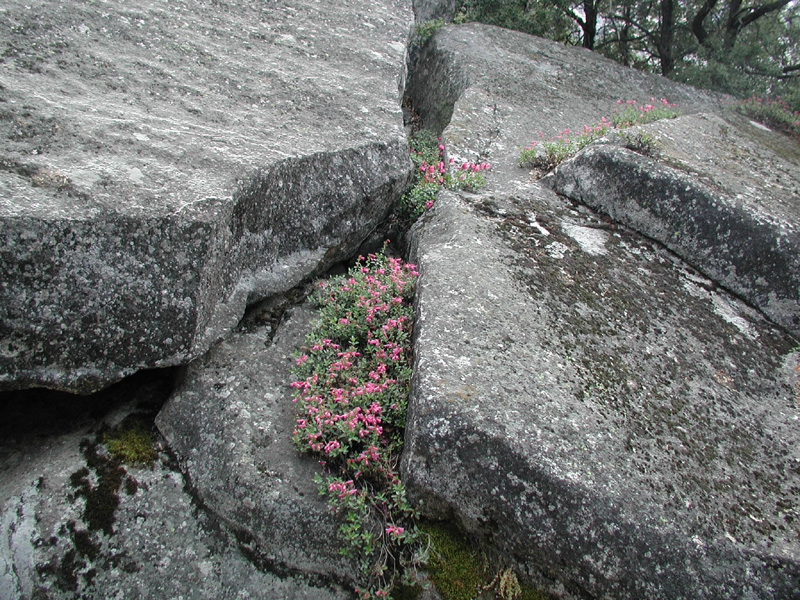 70-flowers_along_trail