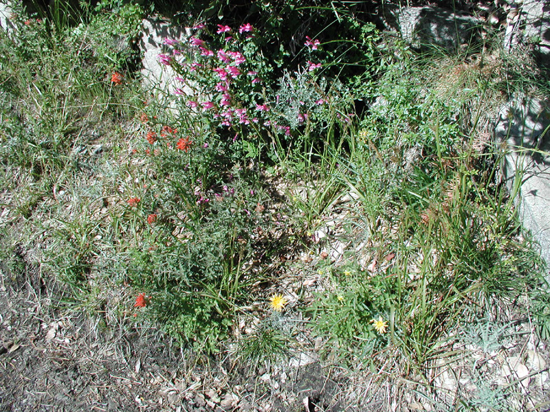 03-pretty_flowers_along_trail