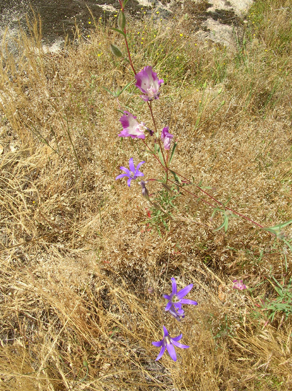 22-pretty_purple_flowers