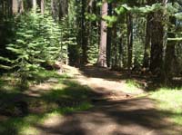 24-very_pretty_forest_scenery_at_high_elevation_near_Glacier_Point