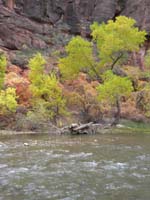 16-very_nice_Fall_colors_along_river_at_Temple_of_Sinawava
