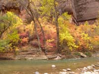 23-Fall_colors_along_river_at_Temple_of_Sinawava