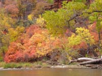 26-Fall_colors_along_river_at_Temple_of_Sinawava