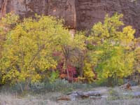 18-fall_colors_at_Temple_of_Sinawava