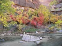 20-fall_colors_at_Temple_of_Sinawava_along_Virgin_River