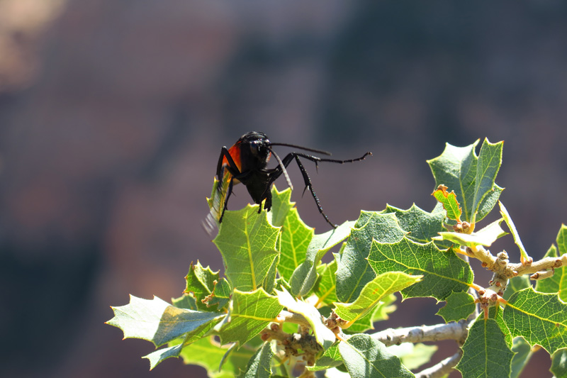 31-tarantula_hawk_wasp