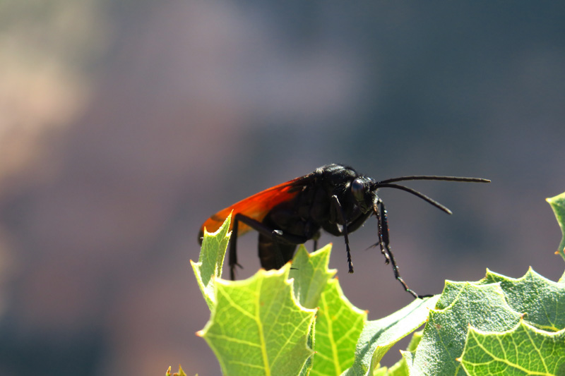 32-tarantula_hawk_wasp