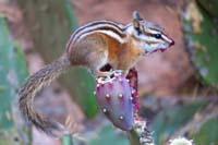 07-uinta_chipmunk_eating_a_prickly_pear