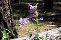 11-penstemon