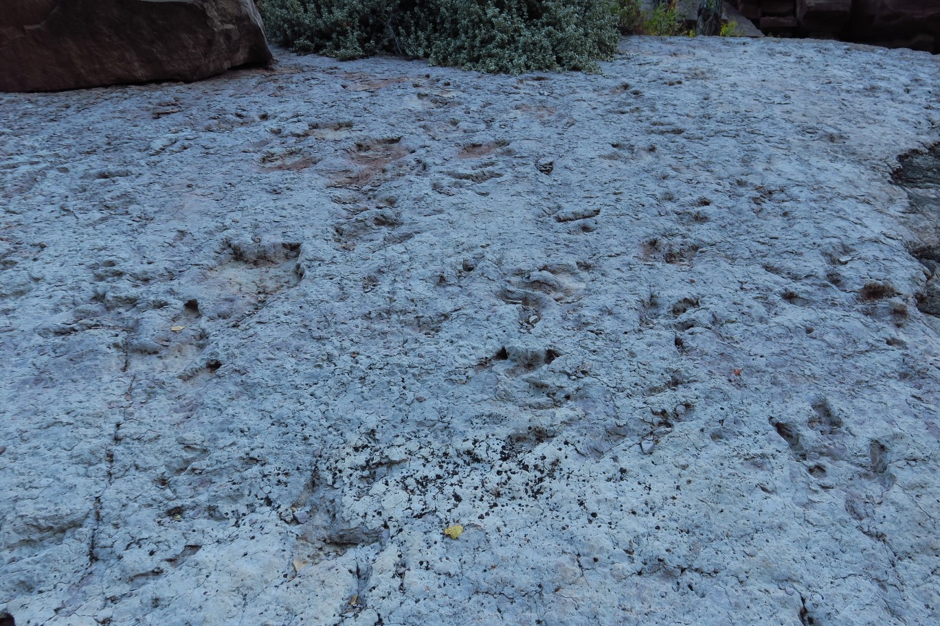 042-dinosaur_tracks_on_the_sandstone