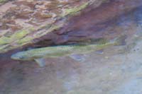 048-Speckled_Dace-Rhinichthys_osculus-floating_in_the_stream,only_a_few_inches_long