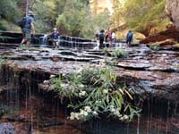 069-amazing_how_a_plant_grows_out_of_the_rock_with_water_flowing_around