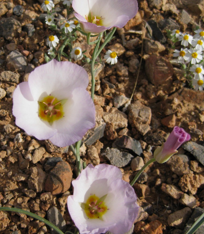 013-Mariposa_Lilies-from_Harlan-start_of_our_amazing_wildflower_extravaganza