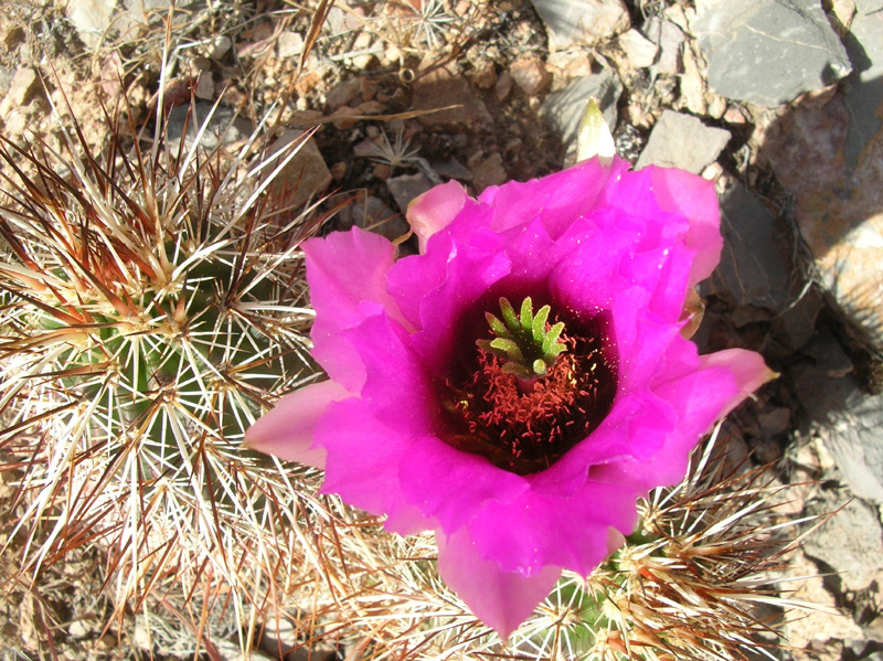 022-Hedgehog_Cactus_bloom