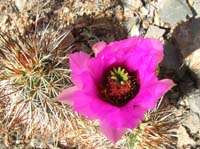 022-Hedgehog_Cactus_bloom