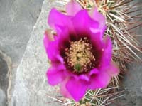 026-the_bee_is_deep_in_the_flower_taking_a_bath_in_pollen-it's_in_the_middle_with_butt_sticking_out