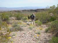 113-walking_through_all_the_Desert_Marigolds_on_the_way_back_to_the_car