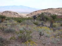 118-desert_in_bloom_with_Jorge_walking_back_to_the_car