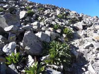 19-300_feet_and_.2_miles_from_top_and_there_is_still_vegetation-amazing_how_nature_adapts