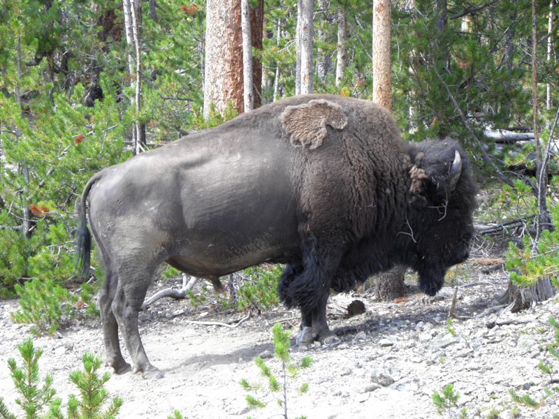 31-bison_along_side_of_road