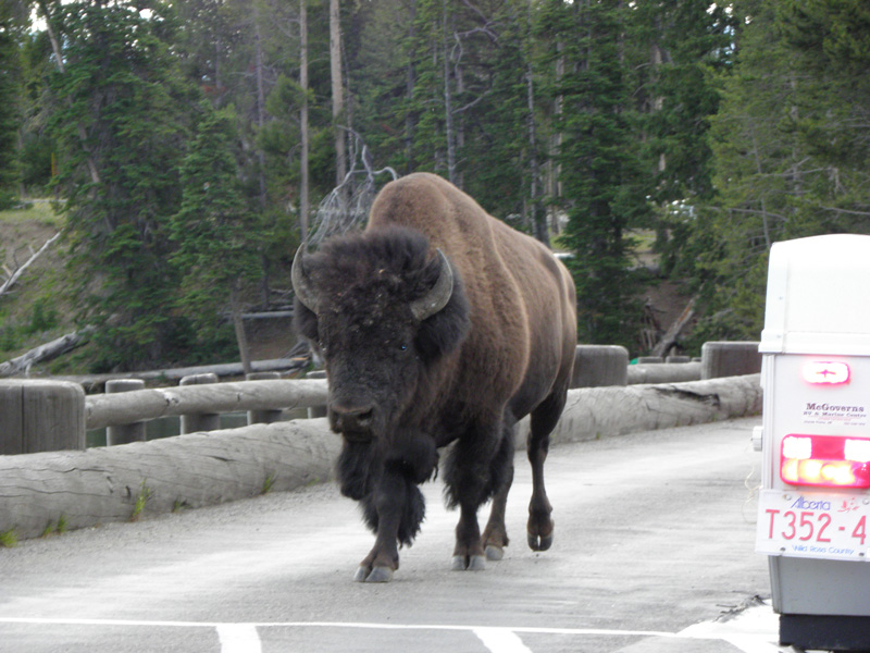 36-even_a_buffalo_on_a_bridge_among_cars