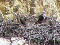 29-osprey_will_fly_on_own_in_couple_weeks-saw_mother_land,feed,take_off-too_fast_for_picture