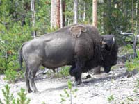 31-bison_along_side_of_road