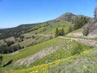 03-lots_of_wildflowers-better_pictures_upon_return