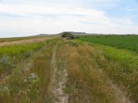 03-Kenny_was_going_to_join_us-but_not_with_added_mile_each_way-walk_through_grass