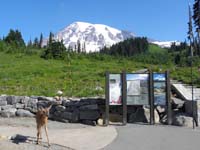 24-deer_visiting_trailhead_at_Paradise