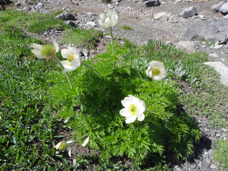 20-Pasqueflower