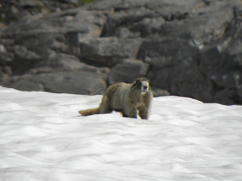 30-another_marmot-this_time_on_snow