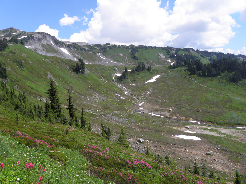 45-pretty_wildflowers_and_scenery-Golden_Gate_Trail