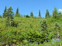 04-more_amazing_wildflowers_and_forest_growth_along_trail_to_Myrtle_Falls