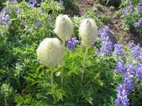 21-Pasqueflower_seedhead-looks_like_Lorax's_Truffula_Tree