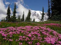 44-pretty_wildflowers_and_scenery