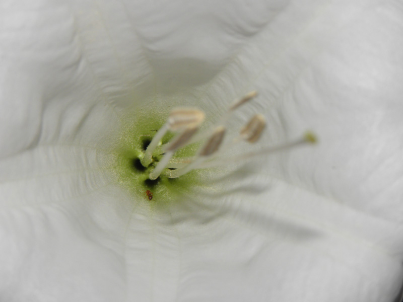 bloom-focus_on_receptacle_section-with_ant