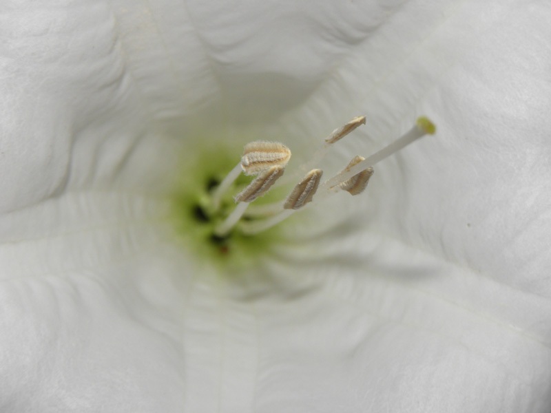 bloom-focus_on_stamen_section-with_ant