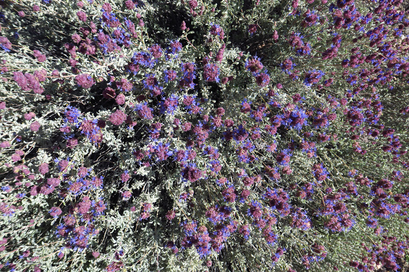 03-Mojave_Sage_in_bloom