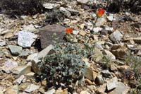 33-Globemallow_blooming