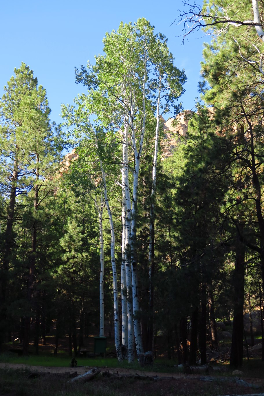 42-I'm_amazed_to_see_several_very_large_aspens