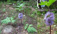 03-unusual_flower_at_trailhead-Ball-Head_Waterleaf-Hydrophyllum_Capitatum
