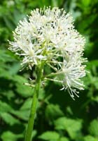 28-Baneberry-Actaea_Rubra