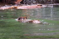 67-beaver_swimming_near_dock